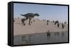 Aucasaurus Running Along the Shore-null-Framed Stretched Canvas