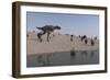 Aucasaurus Running Along the Shore-null-Framed Art Print