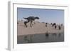 Aucasaurus Running Along the Shore-null-Framed Art Print