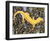 Auckland Green Gecko (Naultinus Elegans Elegans), Gekkonidae, Yellow Morph-null-Framed Giclee Print