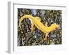 Auckland Green Gecko (Naultinus Elegans Elegans), Gekkonidae, Yellow Morph-null-Framed Giclee Print