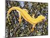 Auckland Green Gecko (Naultinus Elegans Elegans), Gekkonidae, Yellow Morph-null-Mounted Giclee Print