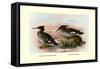 Auckland Island and Brazilian Mergansers-Henrick Gronvold-Framed Stretched Canvas