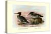 Auckland Island and Brazilian Mergansers-Henrick Gronvold-Stretched Canvas