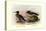 Auckland Island and Brazilian Mergansers-Henrick Gronvold-Stretched Canvas