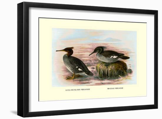 Auckland Island and Brazilian Mergansers-Henrick Gronvold-Framed Art Print