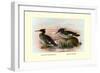 Auckland Island and Brazilian Mergansers-Henrick Gronvold-Framed Art Print