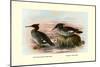 Auckland Island and Brazilian Mergansers-Henrick Gronvold-Mounted Art Print