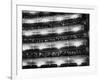Audience Applauding Ballet Performed in the Bolshoi Theater-null-Framed Photographic Print