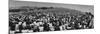 Audience at Woodstock Music Festival-John Dominis-Mounted Photographic Print