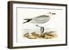 Audouin's Gull,  from 'A History of the Birds of Europe Not Observed in the British Isles'-English-Framed Giclee Print
