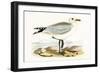 Audouin's Gull,  from 'A History of the Birds of Europe Not Observed in the British Isles'-English-Framed Giclee Print
