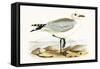 Audouin's Gull,  from 'A History of the Birds of Europe Not Observed in the British Isles'-English-Framed Stretched Canvas