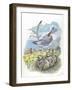 AudouinS Gull Ichthyaetus or Larus Audouinii with Chicks in Nest-null-Framed Giclee Print