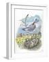 AudouinS Gull Ichthyaetus or Larus Audouinii with Chicks in Nest-null-Framed Giclee Print