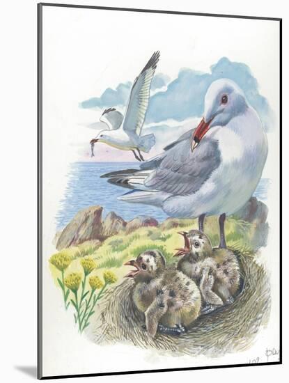 AudouinS Gull Ichthyaetus or Larus Audouinii with Chicks in Nest-null-Mounted Giclee Print