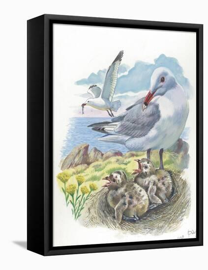 AudouinS Gull Ichthyaetus or Larus Audouinii with Chicks in Nest-null-Framed Stretched Canvas
