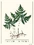 Laminate