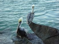 Two Pelicans-Audrey-Giclee Print