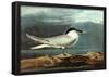Audubon American Coot Bird Art Poster Print-null-Framed Poster