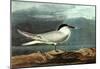 Audubon American Coot Bird Art Poster Print-null-Mounted Poster