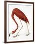 Audubon: American Flamingo-John James Audubon-Framed Giclee Print