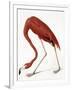 Audubon: American Flamingo-John James Audubon-Framed Giclee Print