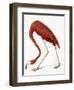 Audubon: American Flamingo-John James Audubon-Framed Giclee Print