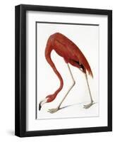 Audubon: American Flamingo-John James Audubon-Framed Giclee Print