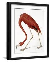 Audubon: American Flamingo-John James Audubon-Framed Giclee Print