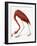 Audubon: American Flamingo-John James Audubon-Framed Giclee Print