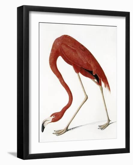 Audubon: American Flamingo-John James Audubon-Framed Giclee Print