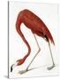 Audubon: American Flamingo-John James Audubon-Stretched Canvas