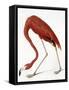 Audubon: American Flamingo-John James Audubon-Framed Stretched Canvas