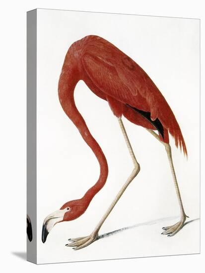 Audubon: American Flamingo-John James Audubon-Stretched Canvas