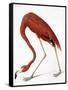 Audubon: American Flamingo-John James Audubon-Framed Stretched Canvas