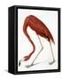 Audubon: American Flamingo-John James Audubon-Framed Stretched Canvas