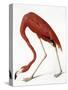 Audubon: American Flamingo-John James Audubon-Stretched Canvas