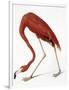 Audubon: American Flamingo-John James Audubon-Framed Giclee Print