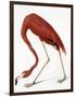 Audubon: American Flamingo-John James Audubon-Framed Giclee Print