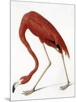 Audubon: American Flamingo-John James Audubon-Mounted Giclee Print