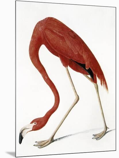 Audubon: American Flamingo-John James Audubon-Mounted Giclee Print