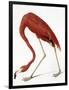 Audubon: American Flamingo-John James Audubon-Framed Giclee Print