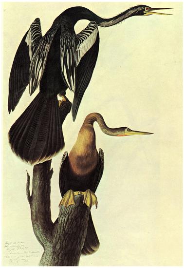 Poster, , large