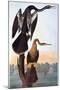 Audubon: Anhinga-John James Audubon-Mounted Giclee Print