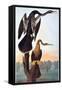 Audubon: Anhinga-John James Audubon-Framed Stretched Canvas