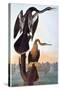 Audubon: Anhinga-John James Audubon-Stretched Canvas