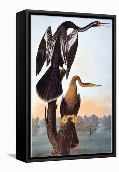 Audubon: Anhinga-John James Audubon-Framed Stretched Canvas