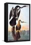 Audubon: Anhinga-John James Audubon-Framed Stretched Canvas