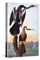 Audubon: Anhinga-John James Audubon-Stretched Canvas